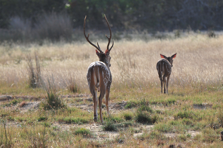 SRI LANKA - HORTON PLAINS_e1840_lg.jpg